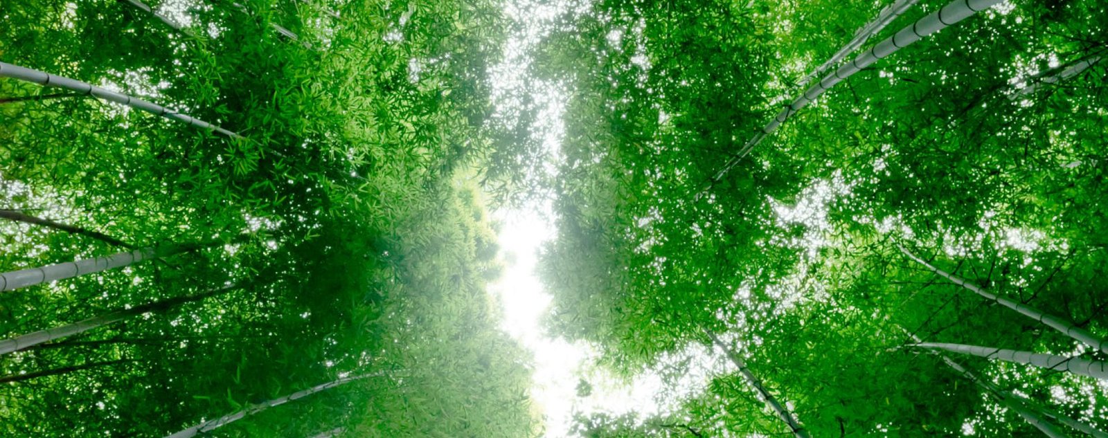 Bamboo grove