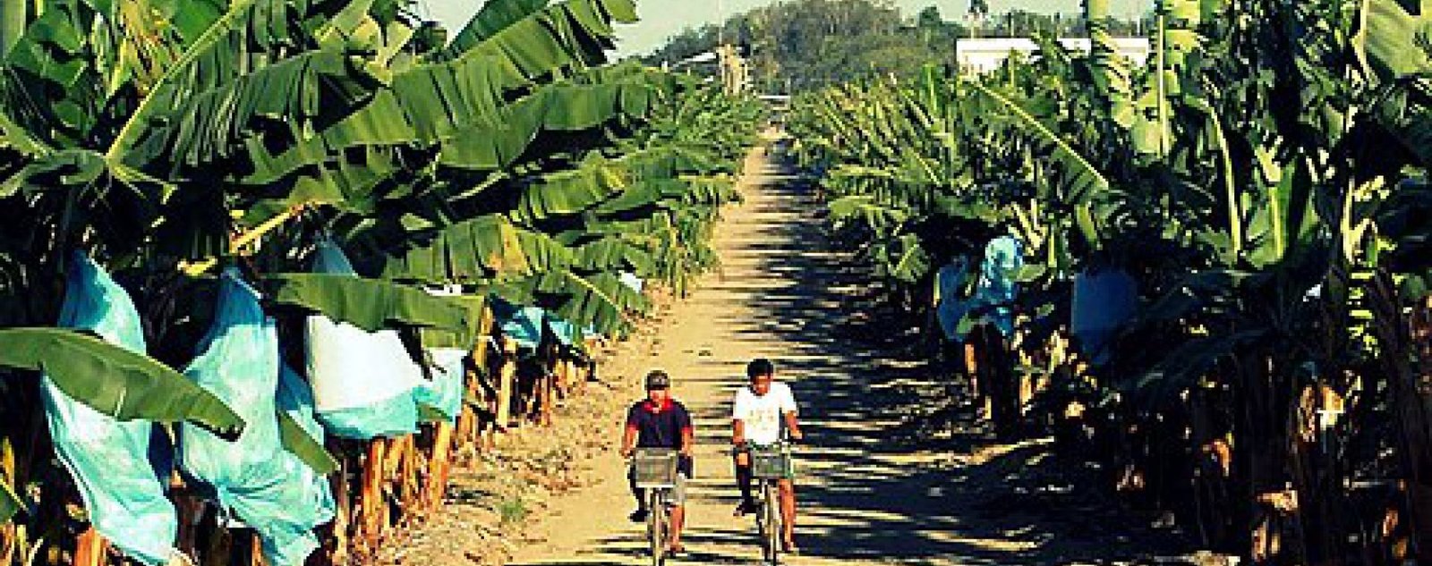Banana plantation